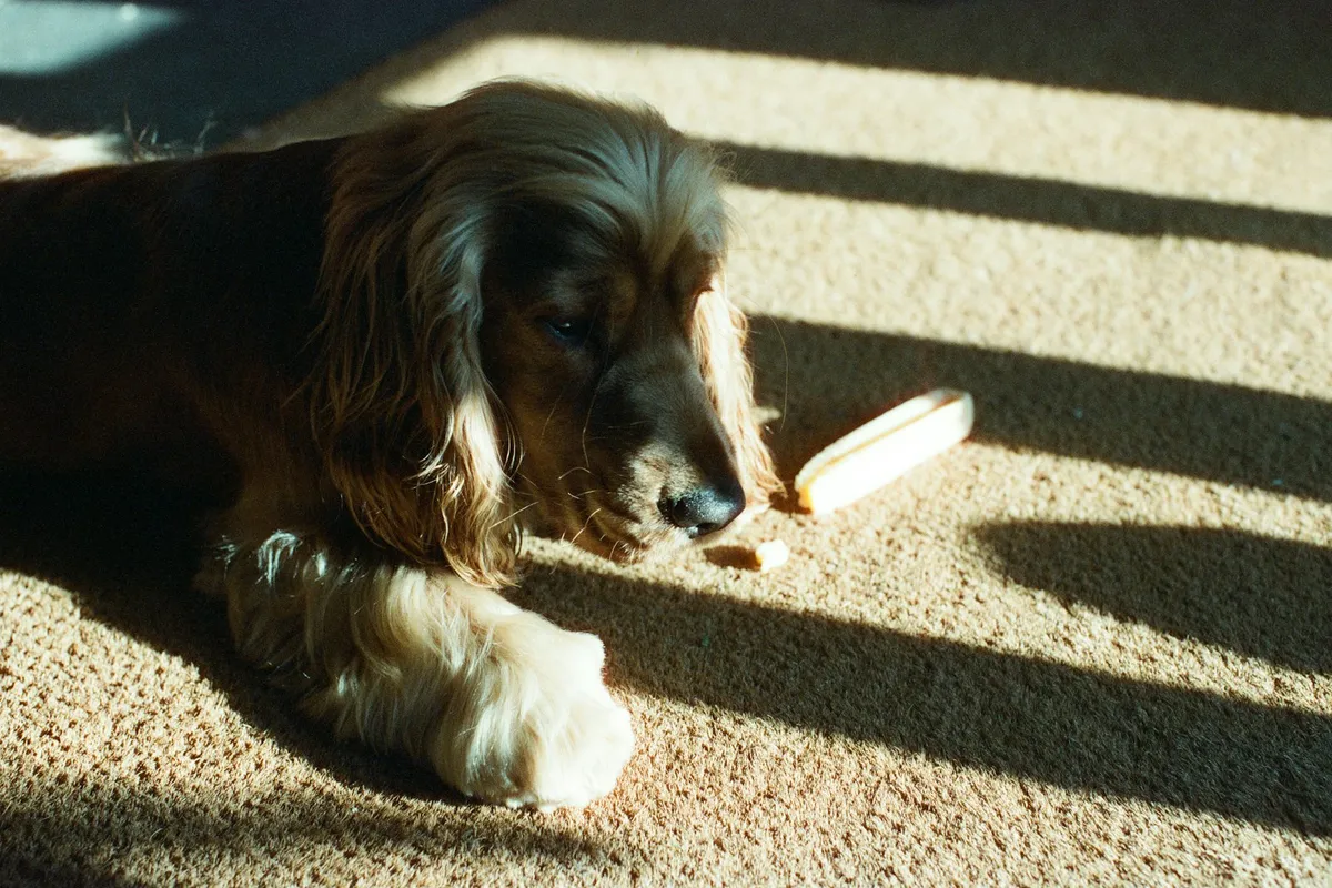Best Dog Food for Senior Dogs with Arthritis: What Actually Helps