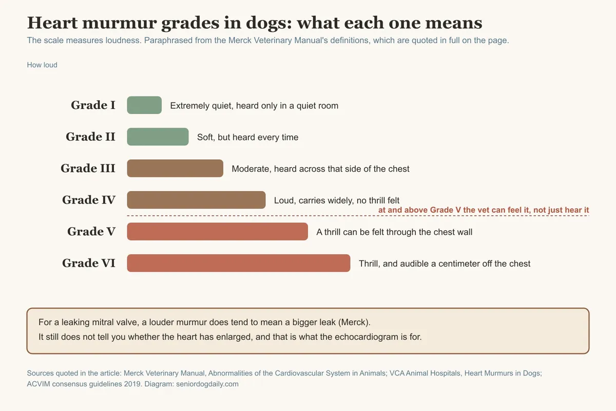 Heart Murmur in Senior Dogs: What the Grade Means and What Happens Next