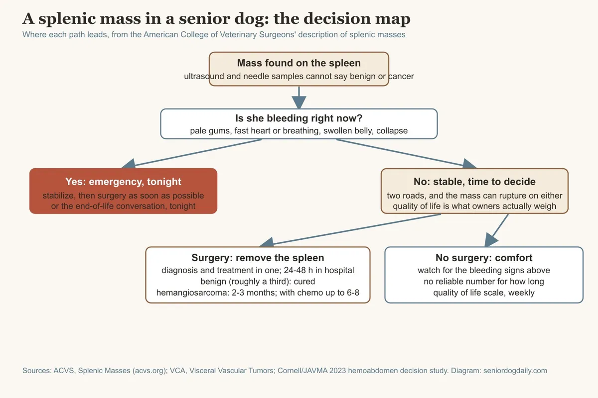 Splenic Mass in a Senior Dog: Surgery, No Surgery, and How to Decide